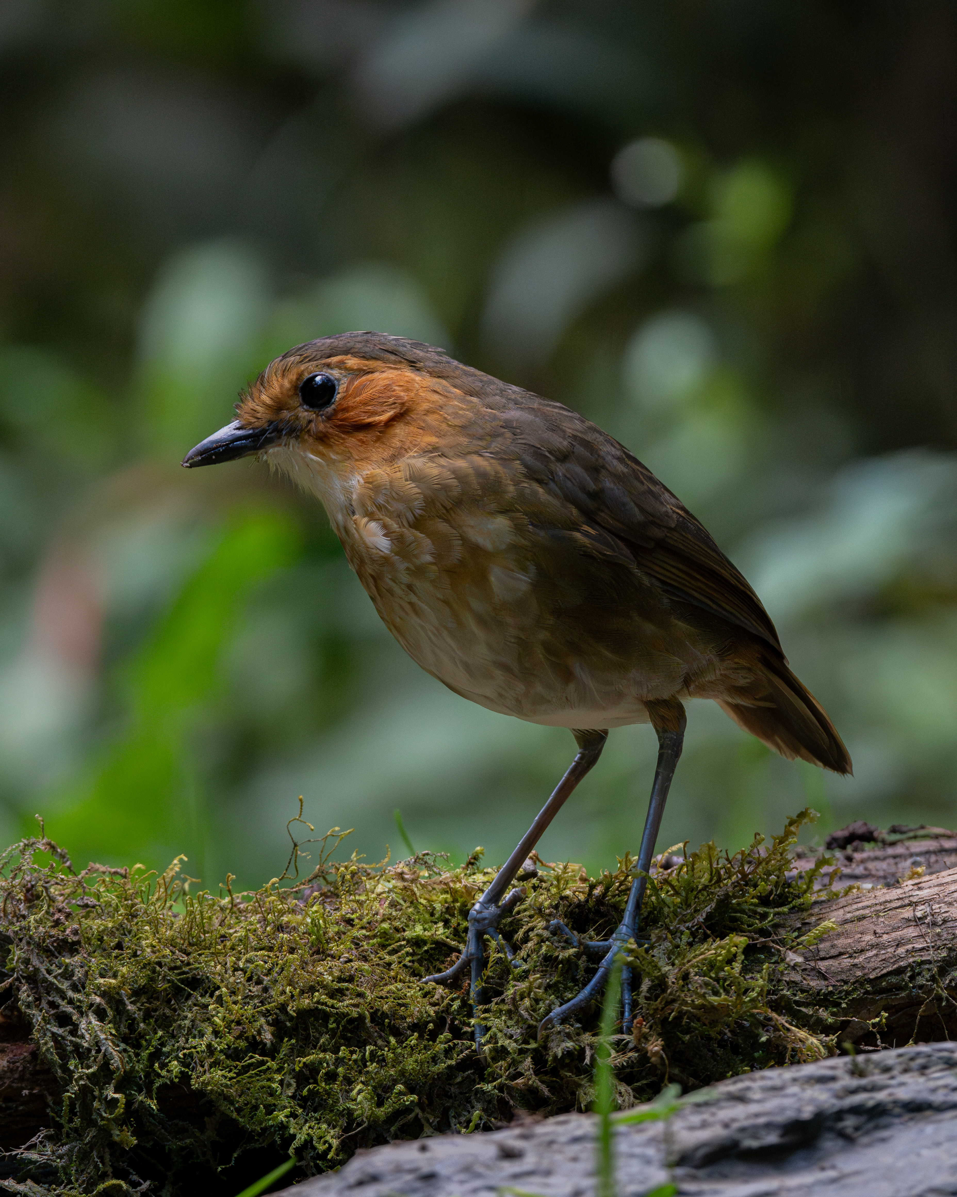 Birds